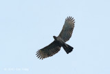 Eagle, Mountain Hawk @ Langkawi