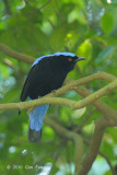 Bluebird, Asian Fairy (male) @ Bukit Timah