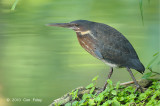 Bittern, Black (male) @ Botanic Gardens