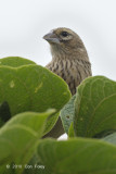 Weaver, Thick-billed (female)