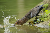 Bittern, Black (male) @ Botanic Gardens