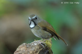 Flycatcher, White-gorgeted @ Doi Lang