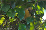 Barwing, Spectacled @ Doi Lang