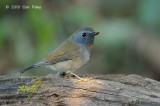 Flycatcher, Rufous-gorgeted (female) @ Doi Lang