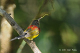 Sunbird, Mrs. Goulds (eclipse male) @ Doi Inthanon