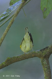 Warbler, Blyths Leaf @ Doi Inthanon