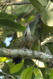 Woodpecker, Stripe-breasted (male) @ Doi Lang