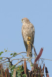 Kestrel, Common (female) @ Tha Ton