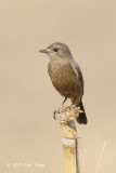 Bushchat, Pied (female) @ Tha Ton