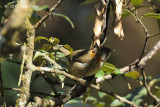 Yuhina, Whiskered @ Doi Lang