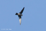 Swiftlet, Himalayan @ Doi Chiang Dao