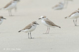 Plover, White-faced @ Changi