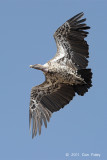 Vulture, Ruppells