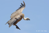 Vulture, White-backed