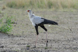 Secretarybird