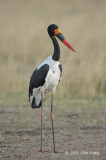 Stork, Saddle-billed (male)