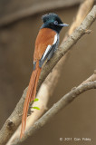 Flycatcher, African Paradise (male) @ Mara Serena