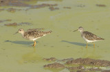 Sandpiper, Wood