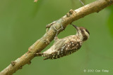 Woodpecker, Sunda Pygmy @ Bidadari