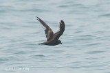 Petrel, Swinhoes Storm @ Straits of Singapore