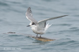 Tern, Aleutian @ Straits of Singapore