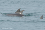 Indo-Pacific Bottlenose Dolphin @ Straits of Singapore