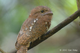 Frogmouth, Blyths (female)