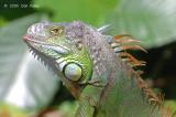 Iguana (male) @ Sungei Buloh