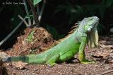 Iguana (male) @ Sungei Buloh