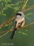 Shrike, Long-tailed @ Punggol