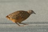 Buttonquail, Barred