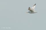 Tern, Lesser Crested @ Punggol