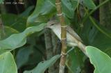 Warbler, Oriental Reed @ Botanic Garden