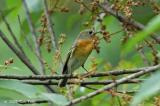 Flycatcher, Mugimaki (female) @ Hindhede Quarry