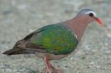 Dove, Emerald (male) @ Sungei Buloh