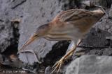 Bittern, Yellow (male) @ Sungei Buloh