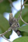 Woodpecker, Buff-Rumped (female)