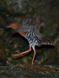 Crake, Red-Legged @ Botanic Garden