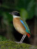 Pitta, Blue-Winged @ Botanic Garden