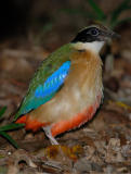Pitta, Blue-Winged @ Botanic Garden