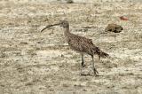 Curlew, Far Eastern @ Olango