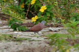 Dove, Red Collared @ Balidbid