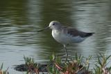 Greenshank, Common @ Balidbid