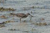 Tattler, Grey-tailed @ Olango