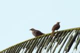 Bulbul, Straw-headed @ Pulau Ubin