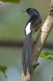 Shama, White-rumped (male) @ Pulau Ubin