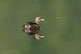 Grebe, Little (juvenile) @ Lorang Halus