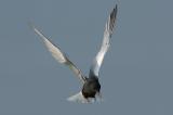 Tern, White-Winged (breeding) @ Kranji
