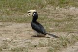 Hornbill, Oriental Pied (male) @ Sukau B&B