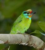 Barbet, Black-browed @ Jeriau Falls